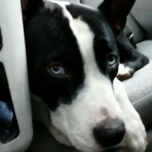 Meet your Posher, Lindsiegh